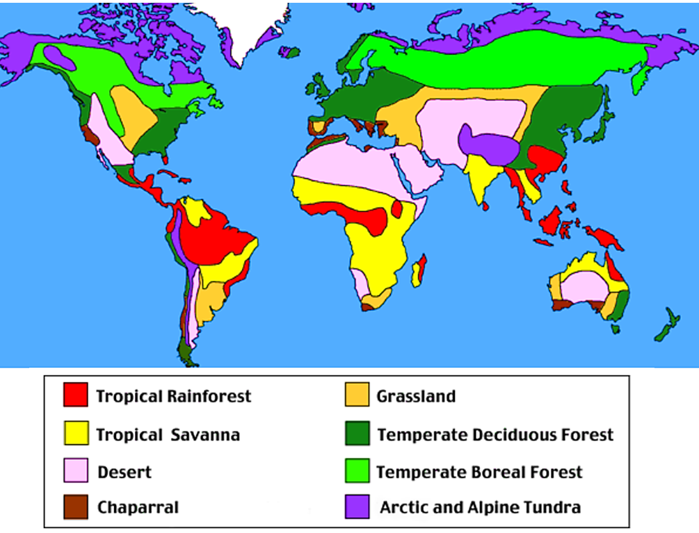 Animals and world map - Tropical Rainforests